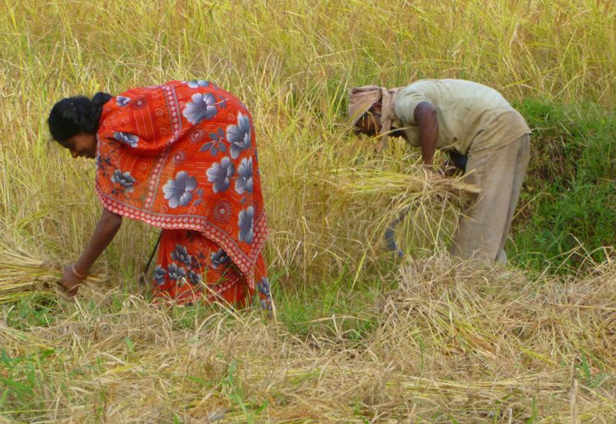 India’s Rice Ban – Bane or Boon?