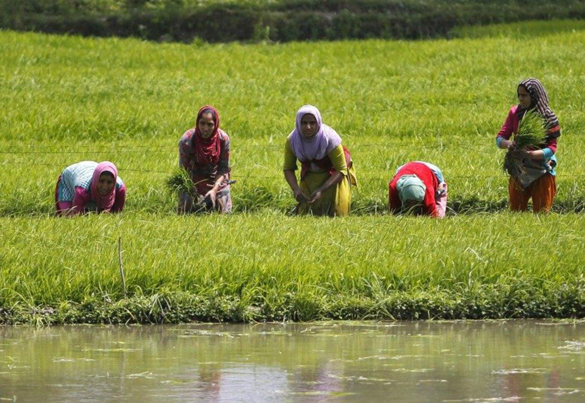 Dr. Ashok Gulati 12 Aug, 2022 The Financial Express